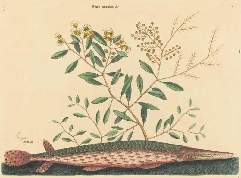 Der grüne Knochenhecht (Esox osseus) von Mark Catesby