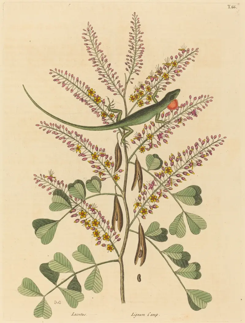 Grön ödla från Jamaica (Lacerta bullaris) av Mark Catesby