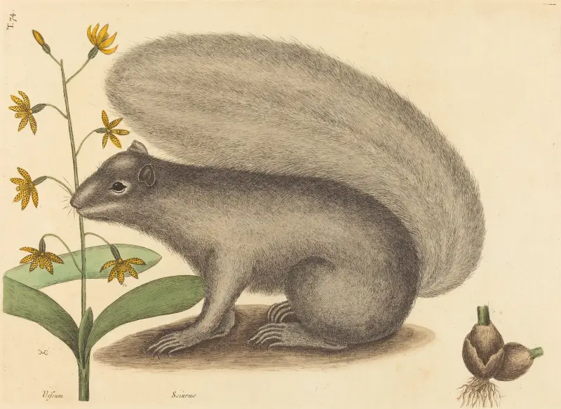 The Grey Fox Squirrel (Sciurus cinereus) av Mark Catesby