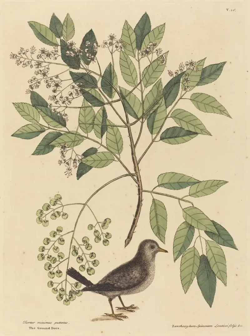 Die Erdtaube (Columba passerina) von Mark Catesby