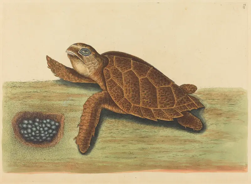 Die Hawksbill-Schildkröte (Testudo caretta) von Mark Catesby