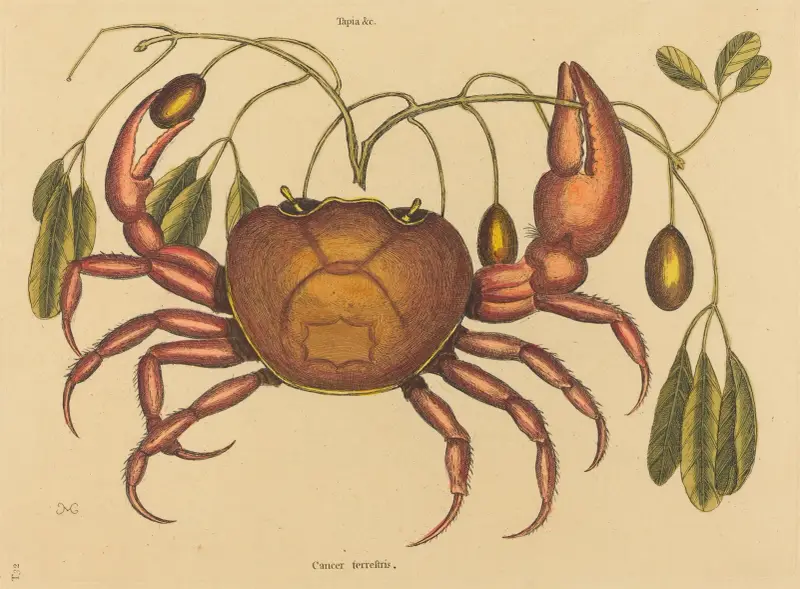 The Land-crab (Cancer ruricola) av Mark Catesby