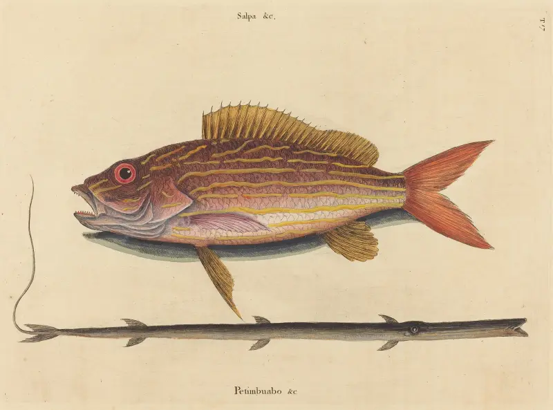 Der Lane-Snapper (Sparus synagris) von Mark Catesby
