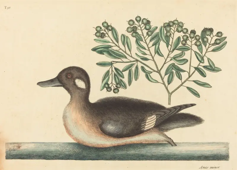 The Little Brown Duck (Anas rustica) av Mark Catesby