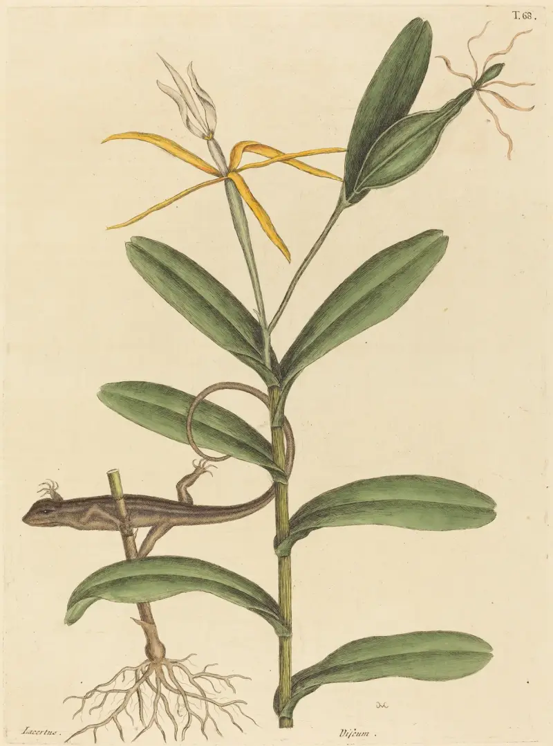 The Lyon Lizard (Lacerta 6-lineata) av Mark Catesby