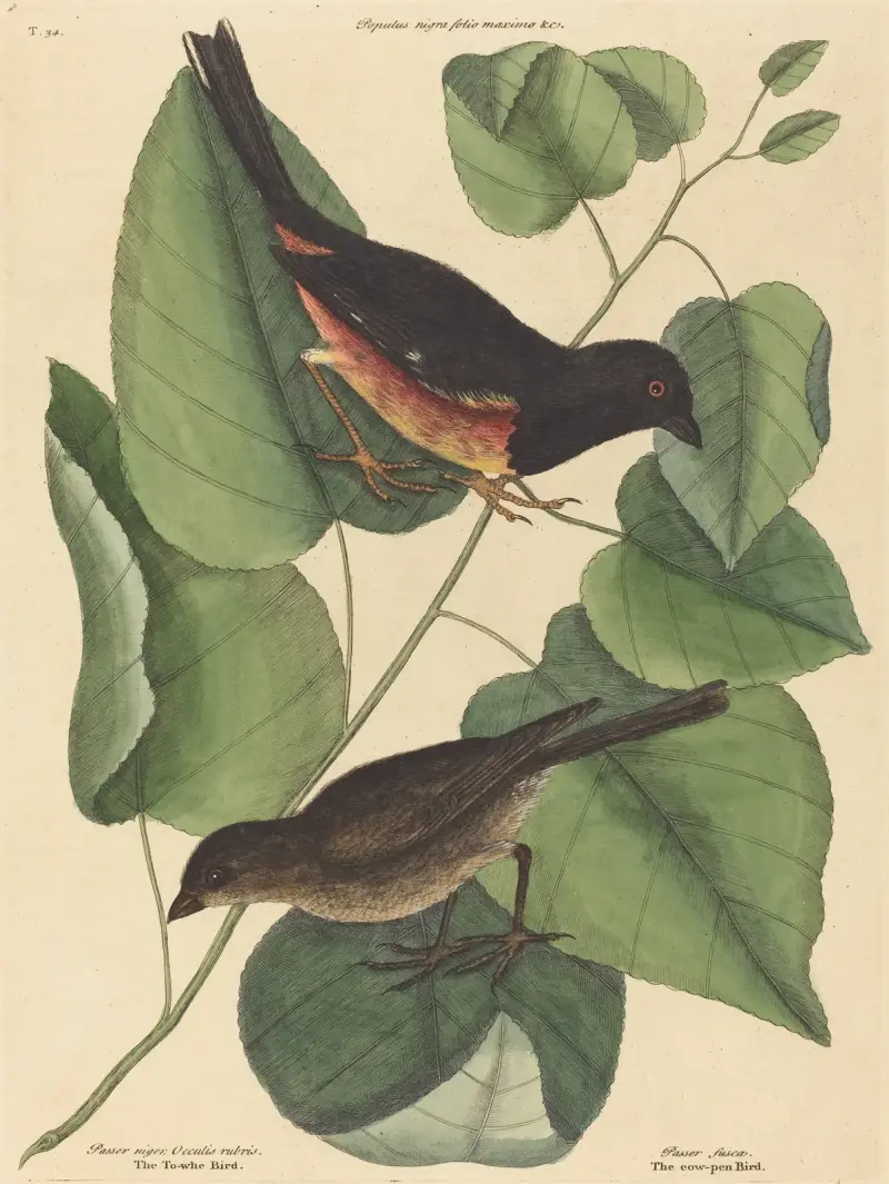 The Towhe Bird (Fringilla erythrophthalma) av Mark Catesby