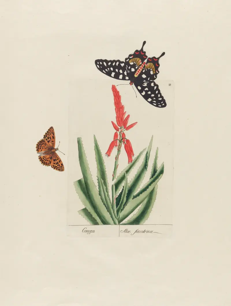 Aloe succotrina av Petr Martynovich Gofman