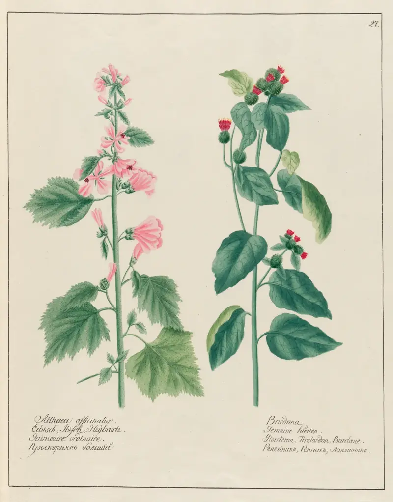 Althaea officinalis … [and] Bardana av Petr Martynovich Gofman
