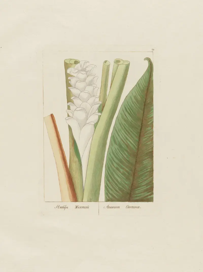 Amomum Curcuma av Petr Martynovich Gofman