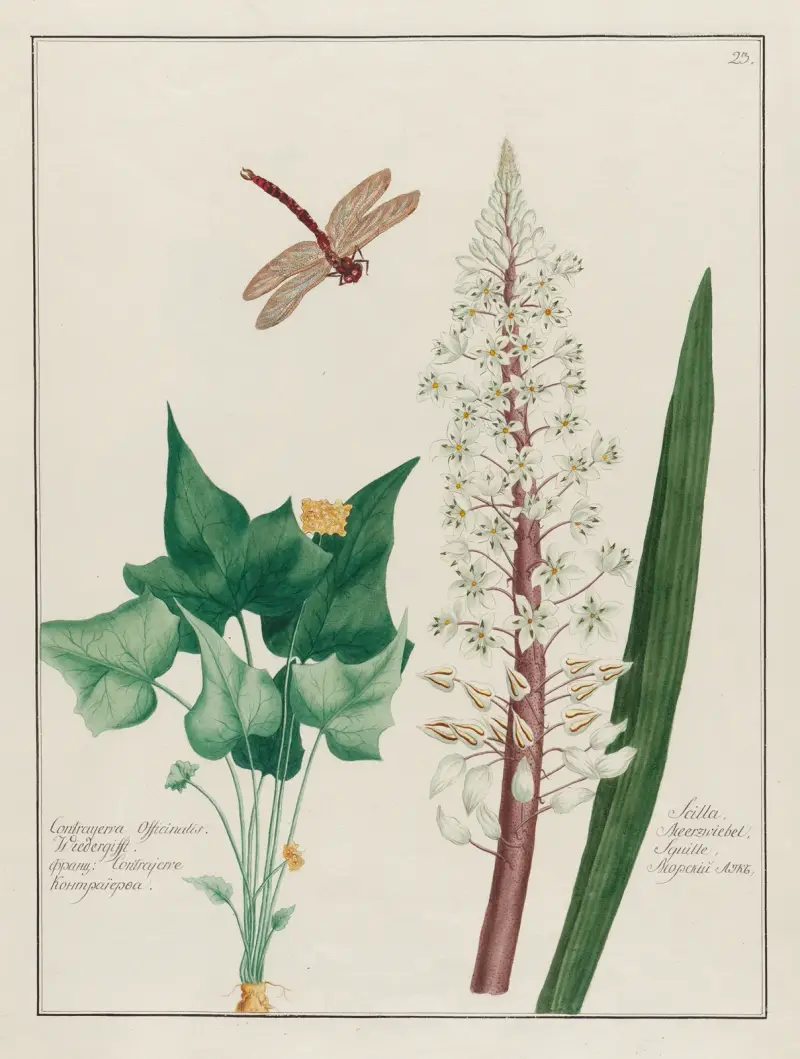 Contrayerva Officinalis … [och] Scilla av Petr Martynovich Gofman