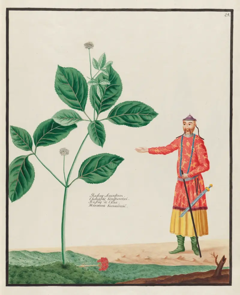 Ginseng Sinensium av Petr Martynovich Gofman