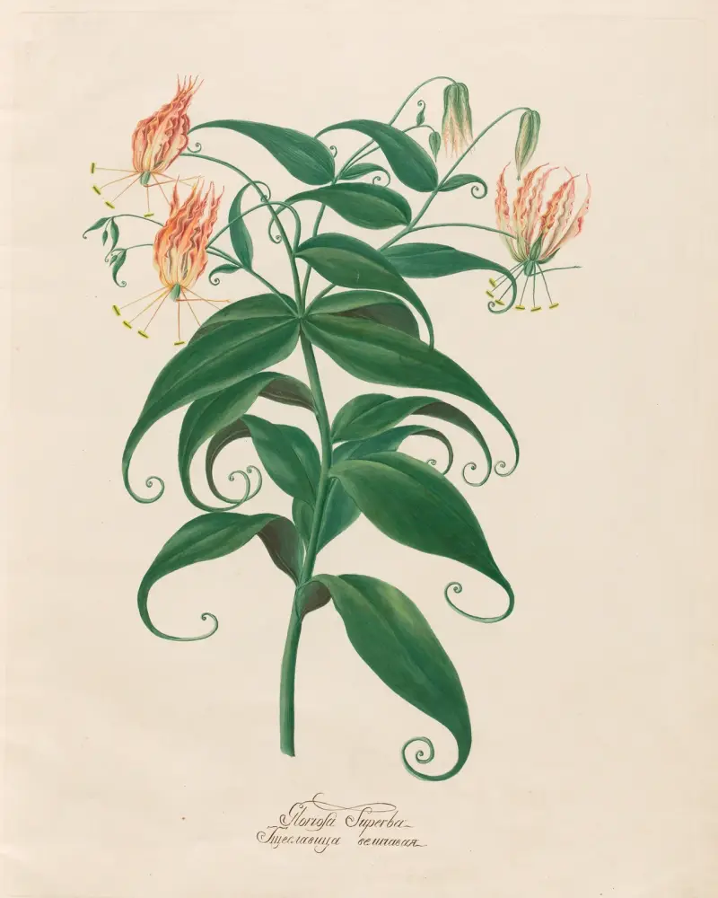 Gloriosa Superba av Petr Martynovich Gofman