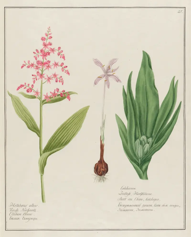 Helleborus albus … [och] Colchicum av Petr Martynovich Gofman