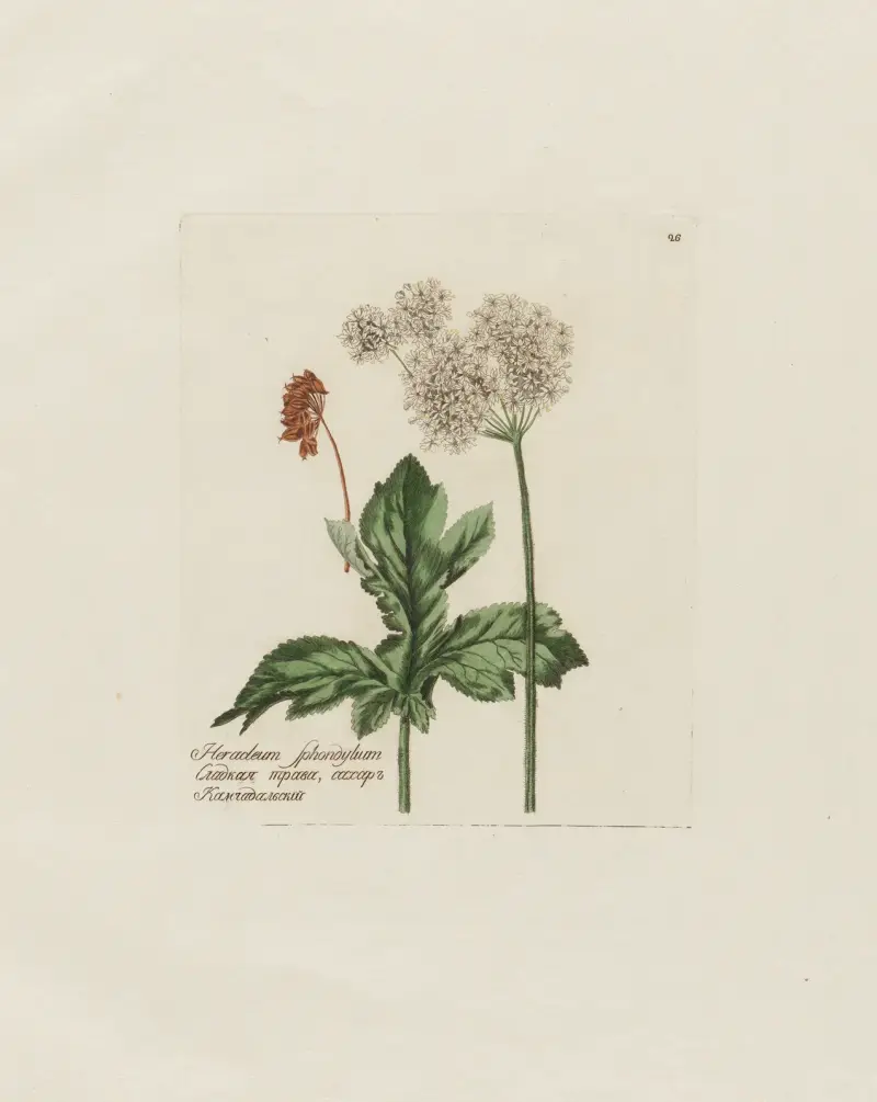 Heracleum sphondylium von Petr Martynovich Gofman