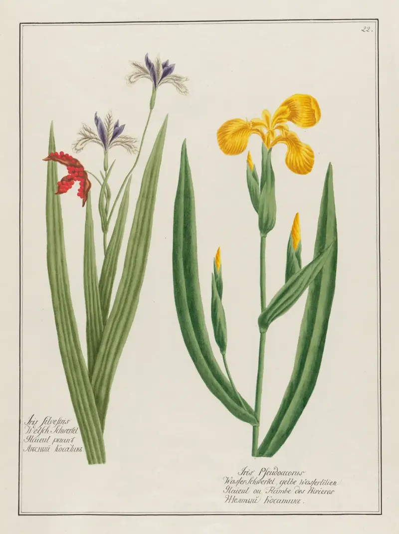 Iris Silvestris … [and] Iris Pseudoacorus av Petr Martynovich Gofman