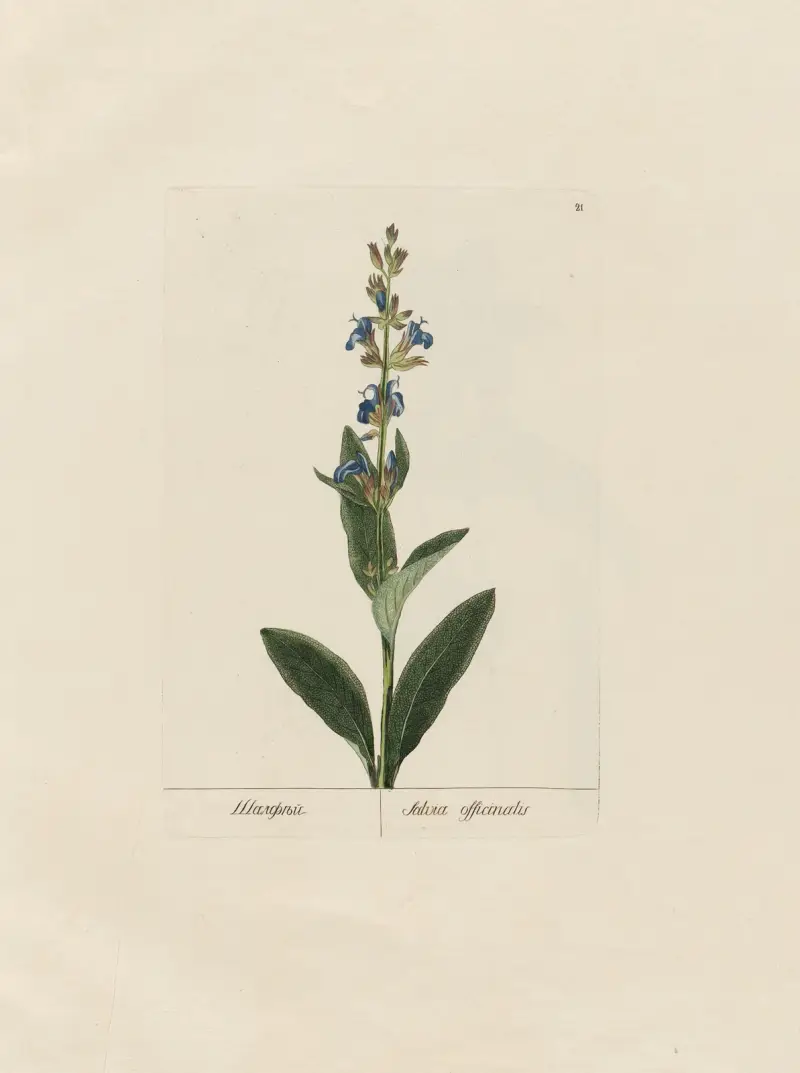 Salvia officinalis av Petr Martynovich Gofman