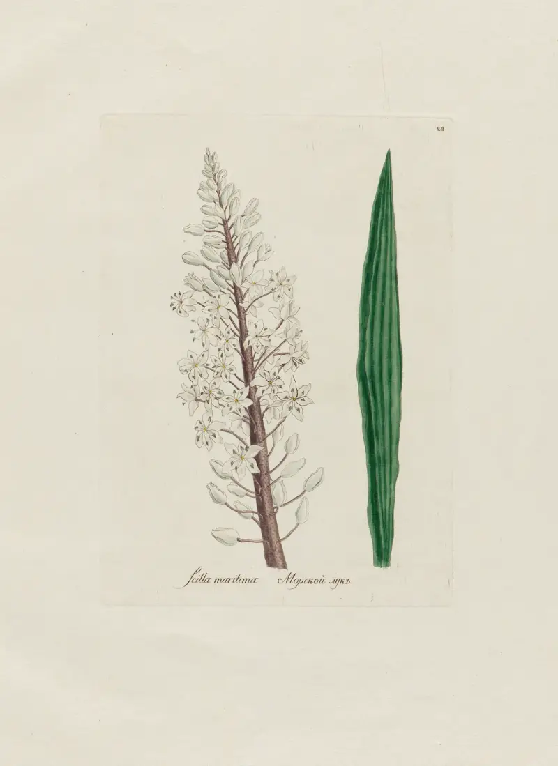 Scilla maritima von Petr Martynovich Gofman