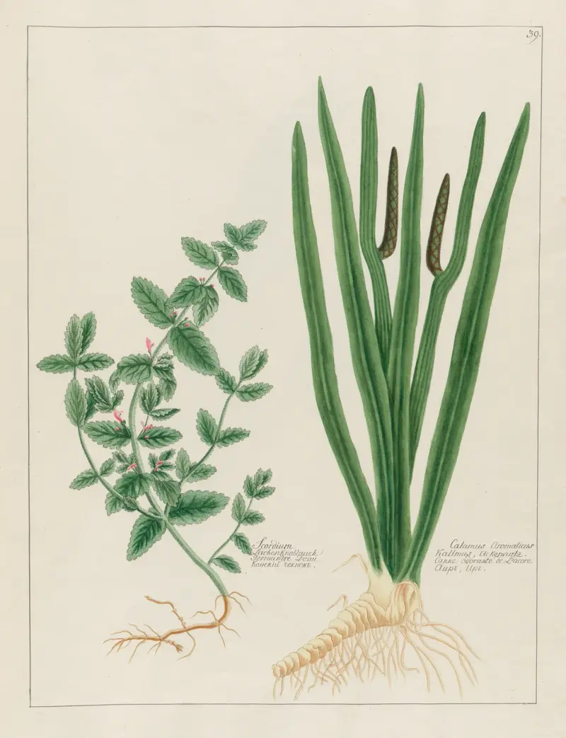 Scordium … [och] Calamus Aromaticus av Petr Martynovich Gofman
