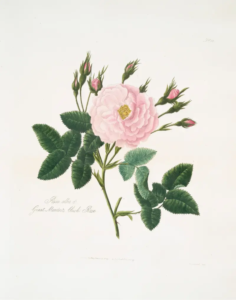 Rosa alba eller Great maiden's blush ros av Mary Lawrance