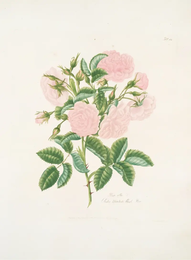 Rosa alba av Mary Lawrance