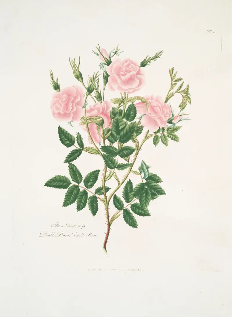 Rosa Carolina av Mary Lawrance