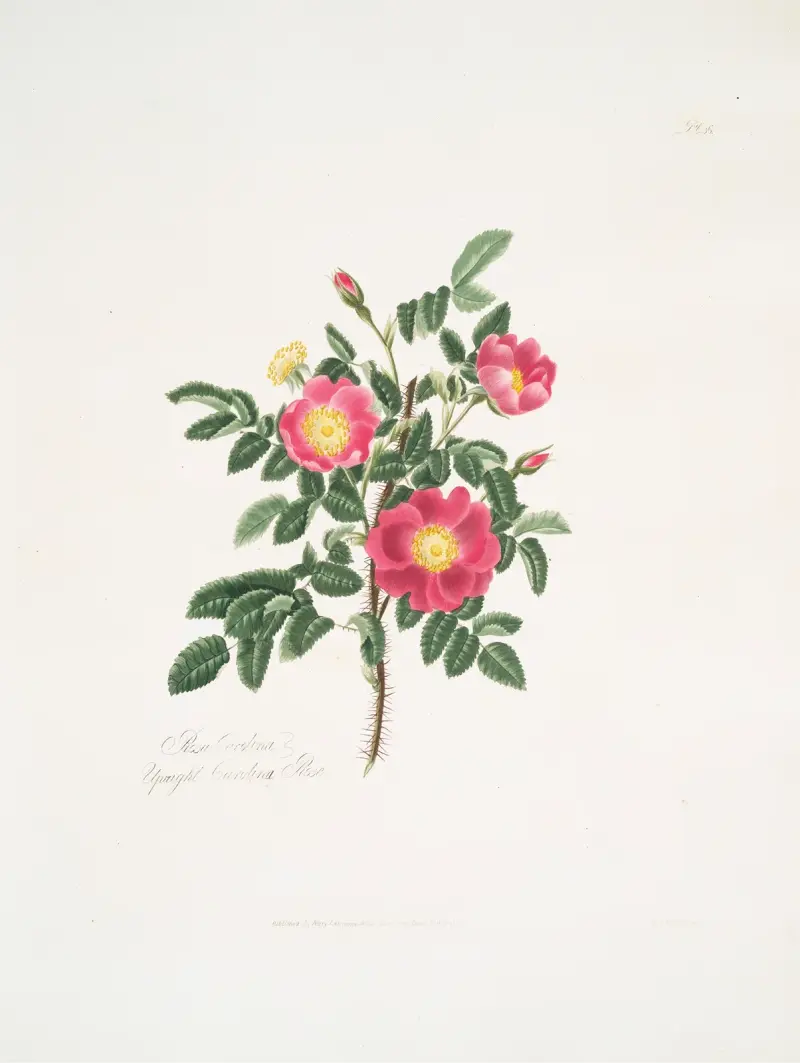 Rosa carolina 3 av Mary Lawrance
