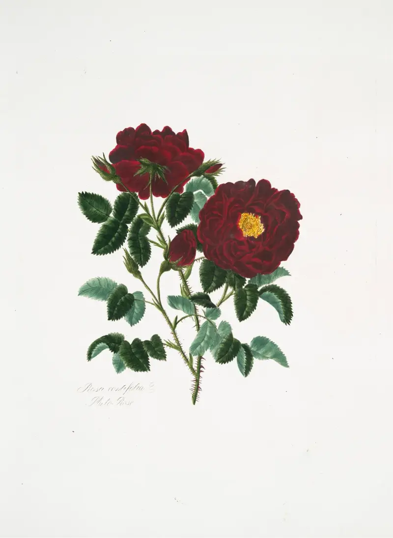 Rosa centifolia4 av Mary Lawrance