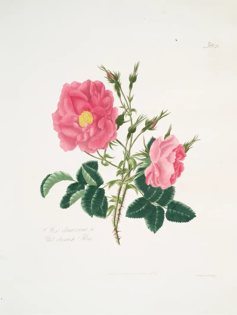 Rosa damascena 4 av Mary Lawrance