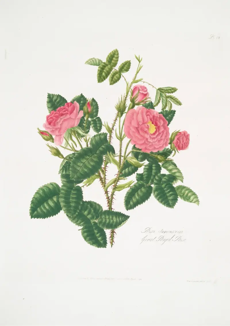 Rosa damascena 6 av Mary Lawrance