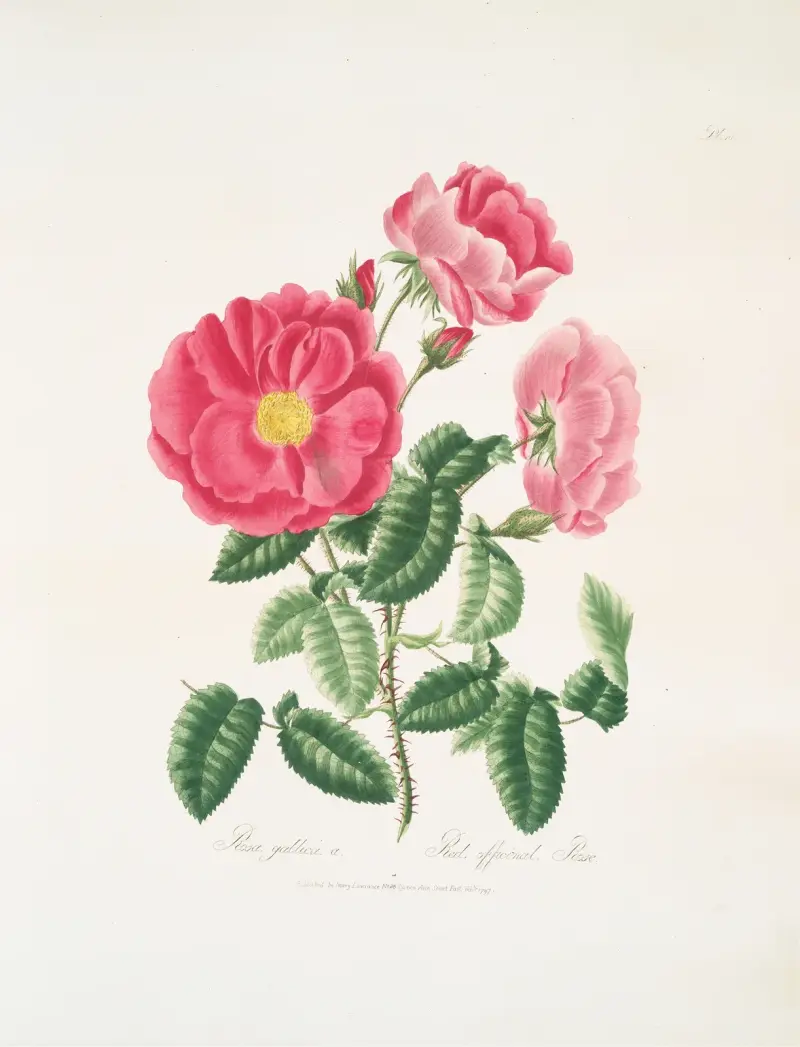 Rosa gallica av Mary Lawrance