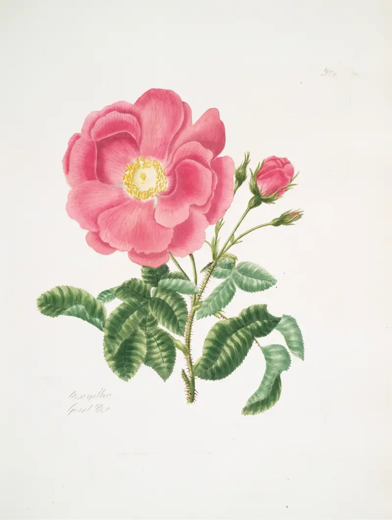 Rosa gallica 2 av Mary Lawrance