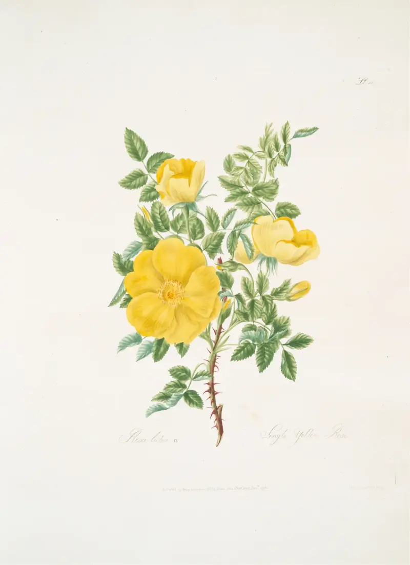Rosa lutea av Mary Lawrance