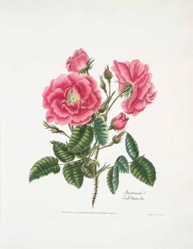 Rosa provincialis3 av Mary Lawrance