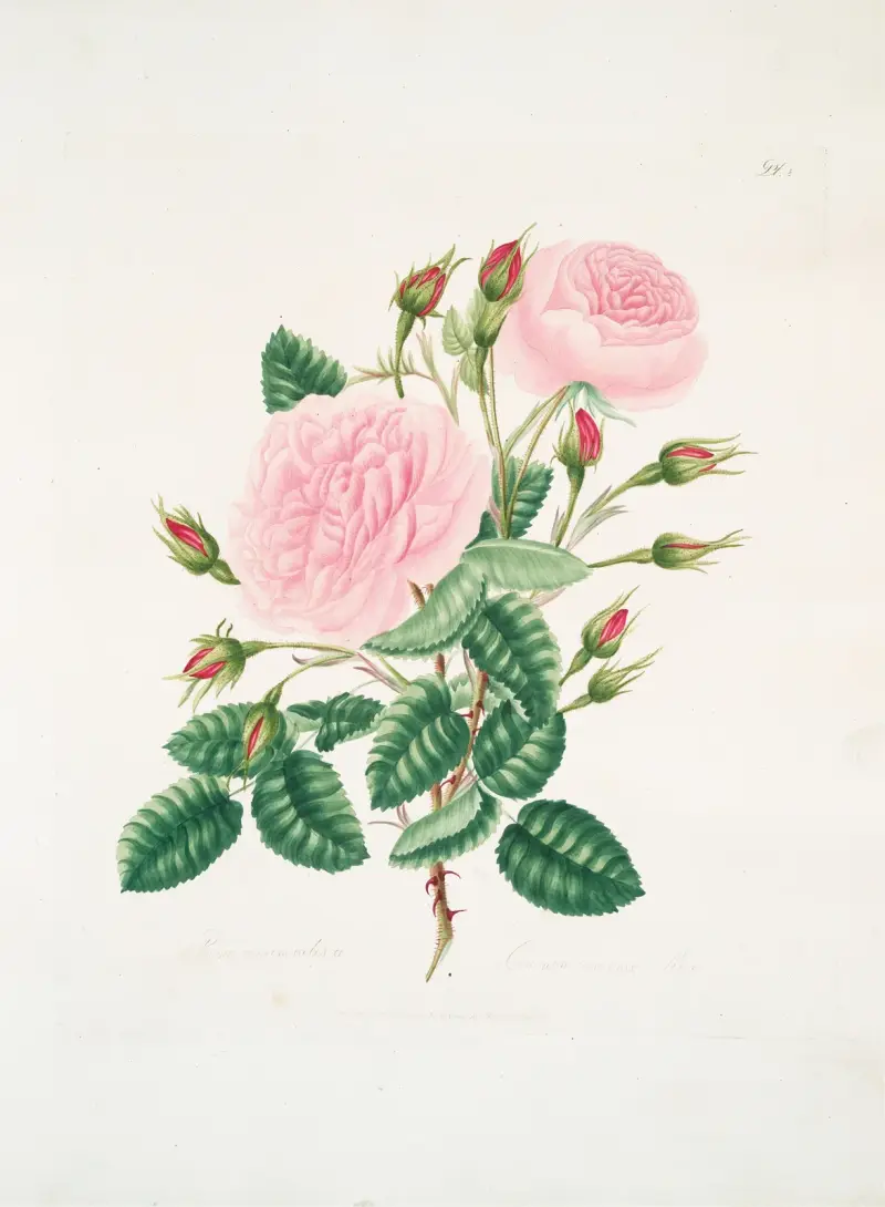 Rosa provincialisa av Mary Lawrance