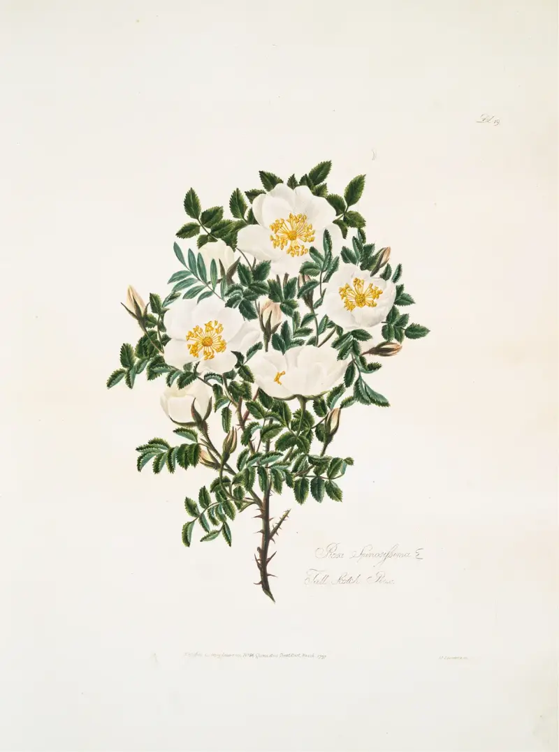 Rosa spinosissima2 von Mary Lawrance