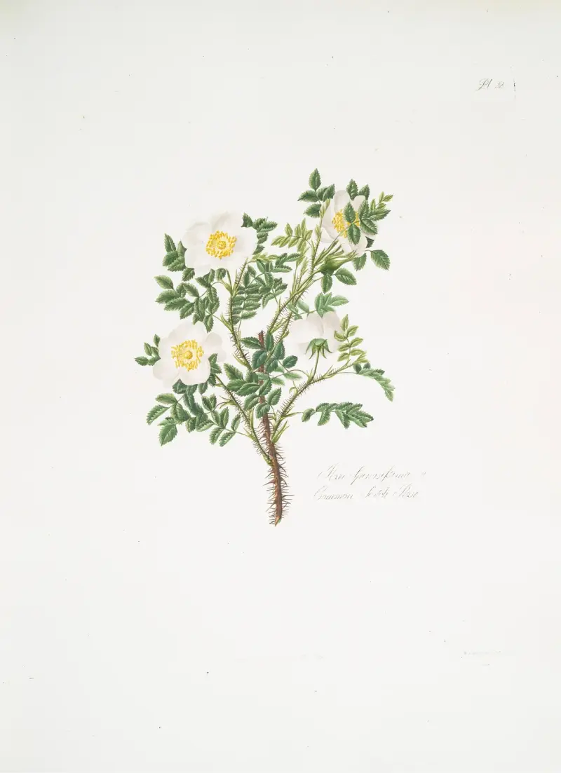 Rosa spinosissima 3 av Mary Lawrance