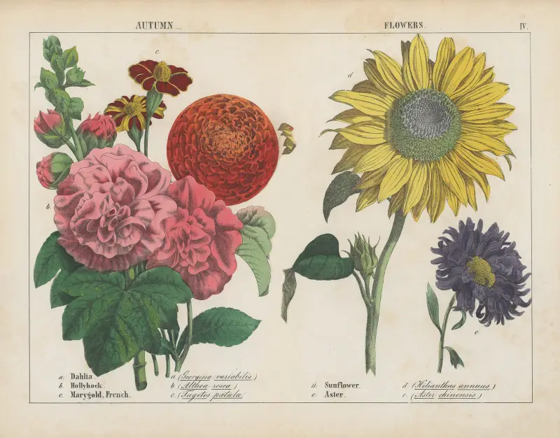 Herbstblumen von Charlotte Mary Yonge