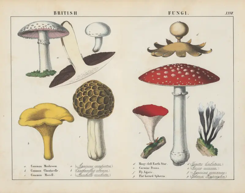 British Fungi av Charlotte Mary Yonge