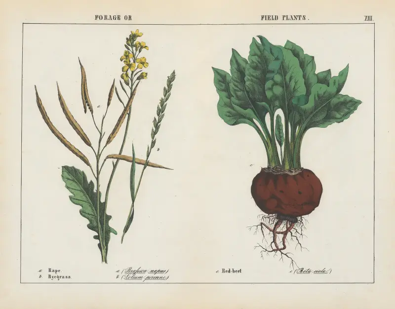 Forage or Field Plants (Rape, Ryegrass, Red-beet), 1858 – nr 2 av Charlotte Mary Yonge