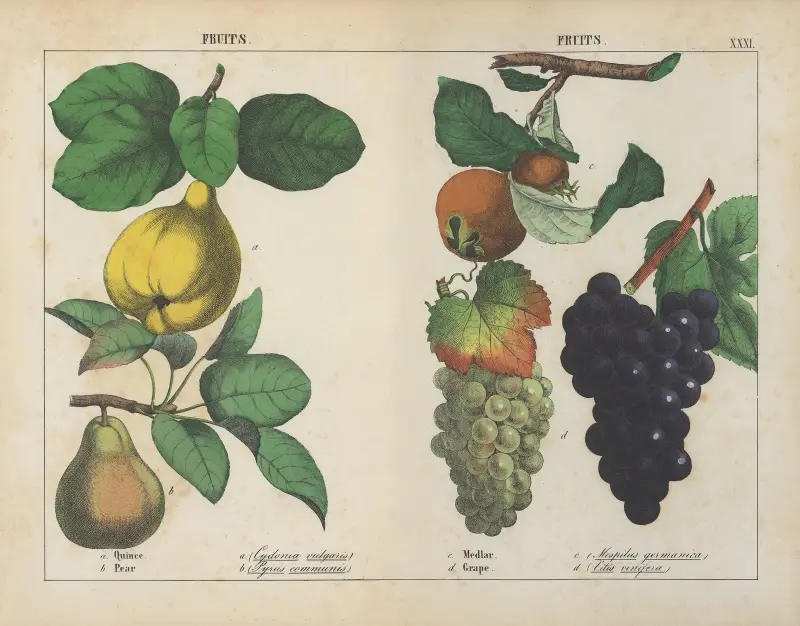 Fruits (Quince, Pear, Medlar, Grape), 1858 – nr 2 av Charlotte Mary Yonge