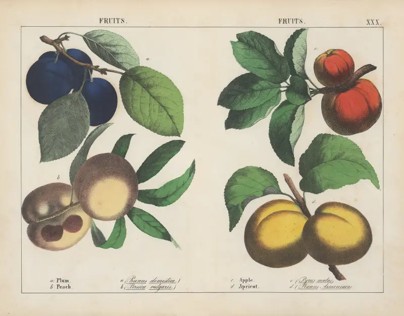 Owoce (śliwka, brzoskwinia, jabłko, morela), 1858 – Nr. 3, Charlotte Mary Yonge