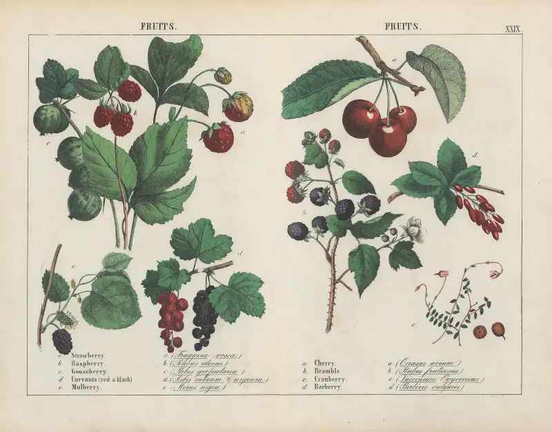Früchte, 1858 – Nr. 1 von Charlotte Mary Yonge
