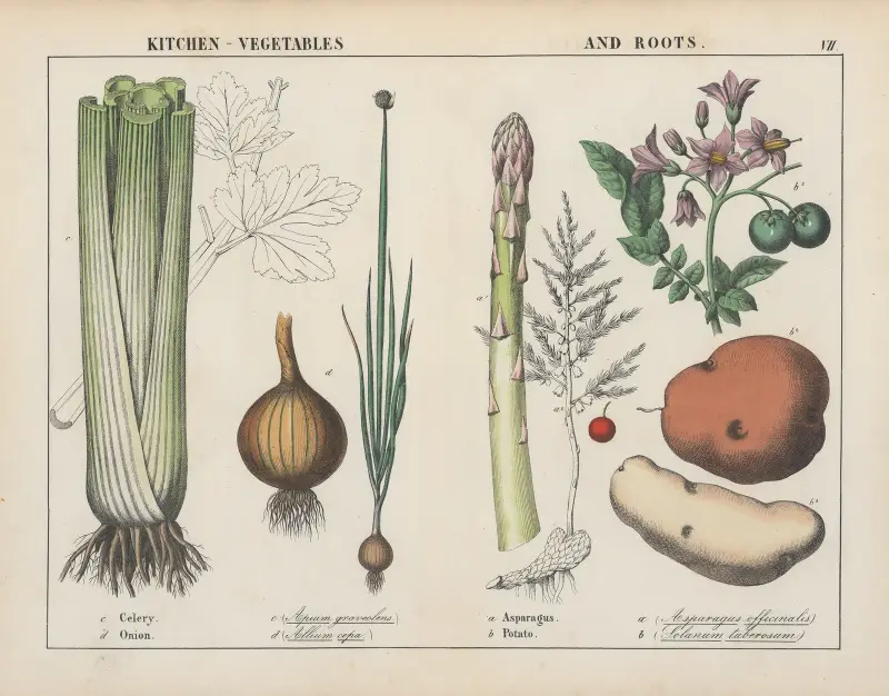 Warzywa kuchenne i korzenie (seler, cebula, szparagi, ziemniak), 1858 – nr 2, Charlotte Mary Yonge