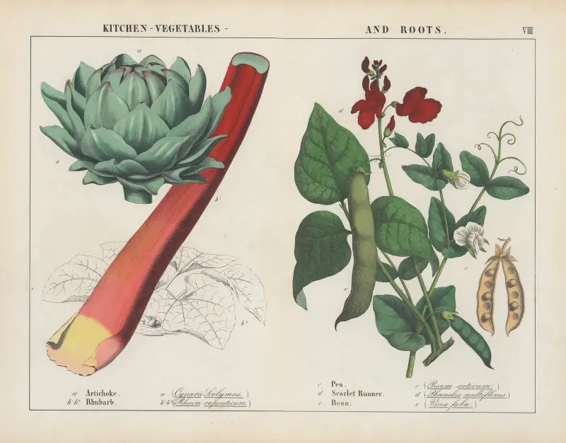 Küche, Gemüse und Wurzeln (Artischocke, Rhabarber, Erbse), 1858 – Nr. 1 von Charlotte Mary Yonge