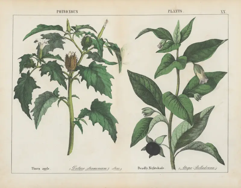 Giftige Pflanzen (Stechapfel, Tollkirsche), 1858 – Nr. 3 von Charlotte Mary Yonge
