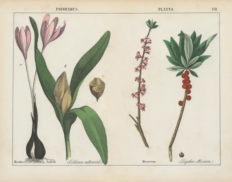 Poisonous Plants (Meadow Saffron, Mezereon), 1858 – nr 5 av Charlotte Mary Yonge