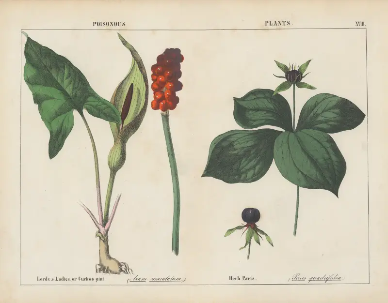 Giftige Pflanzen (Lords & Ladies, Herb Paris), 1858 – Nr. 6 von Charlotte Mary Yonge