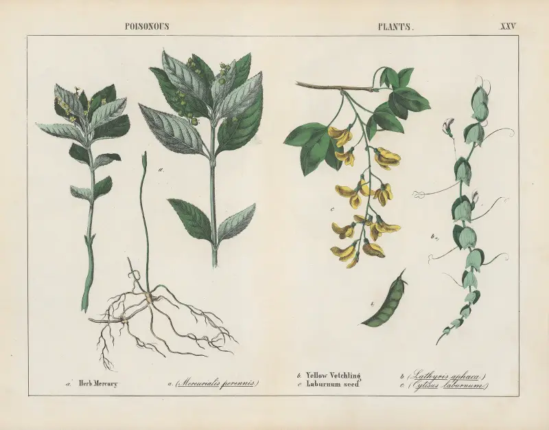 Poisonous Plants (Herb Mercury, Yellow Vetchling), 1858 – nr 7 av Charlotte Mary Yonge