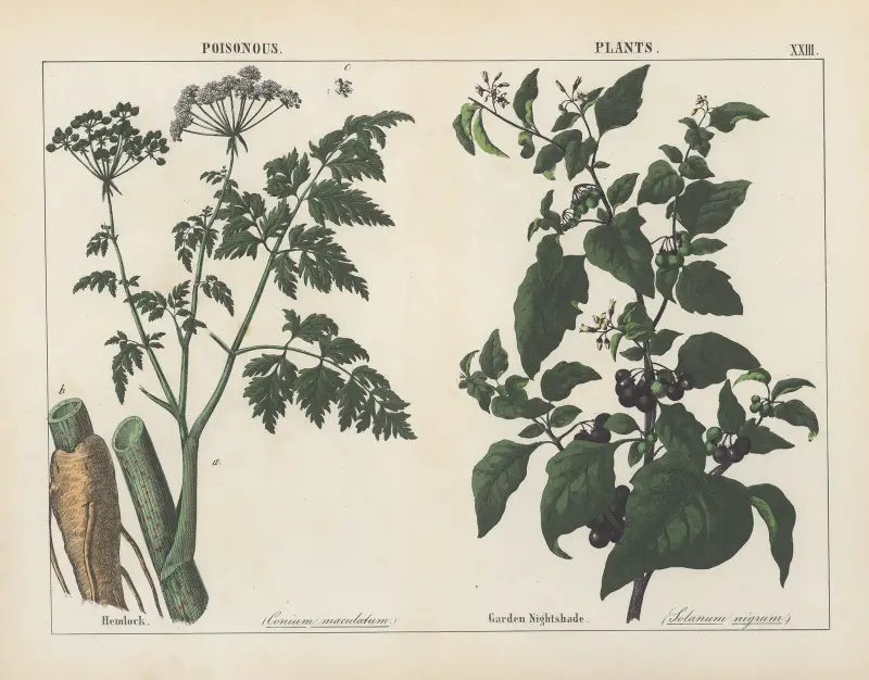 Poisonous Plants (Hemlock, Garden Nightshade), 1858 – nr 8 av Charlotte Mary Yonge