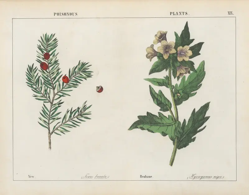 Jedovaté rostliny (tis, blín), 1858 – Nr. 1, Charlotte Mary Yonge